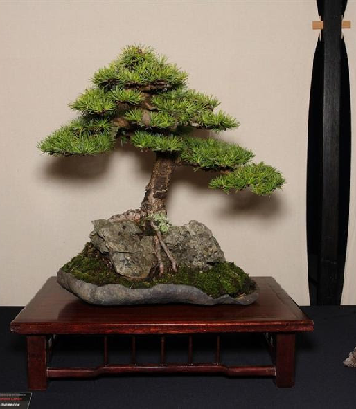 Không gian đẹp - trang trí vườn cực đẹp với cây bonsai